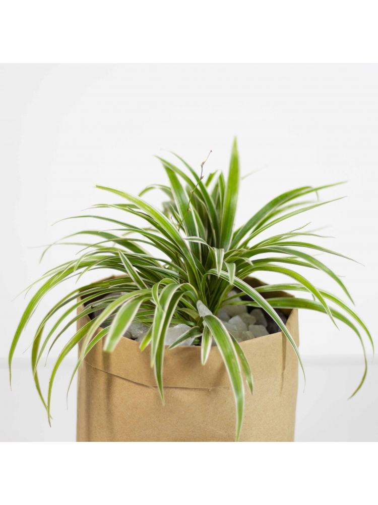 Spider Plant ( Chlorophytum Comosum )